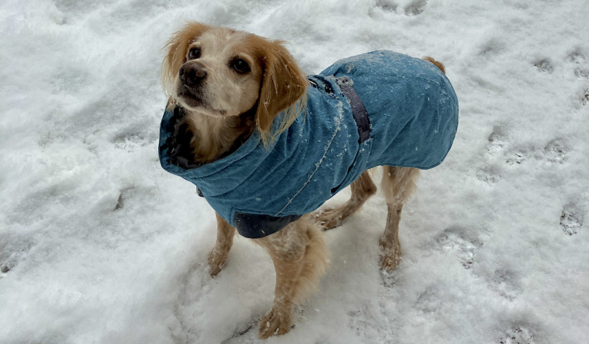 Hundemantel für den Hund im Schnee