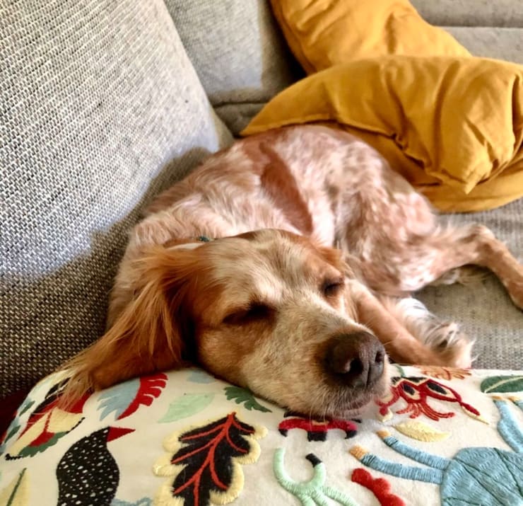 Die kleinenFreuden im Hundeleben: Hund schläft friedlich auf der Couch