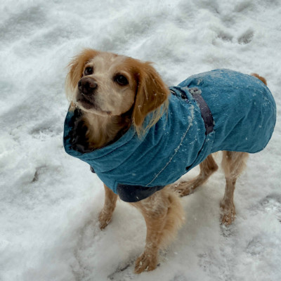5 Must-Haves für deinen Hund im Winter