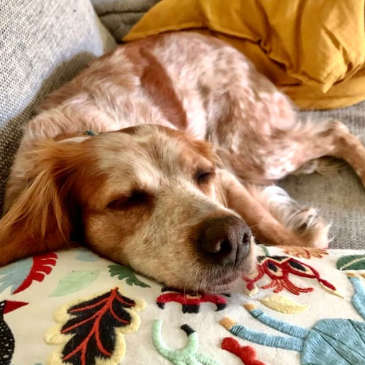 Hund schläft friedlich auf der Couch durch Achtsamkeit im Hundeleben