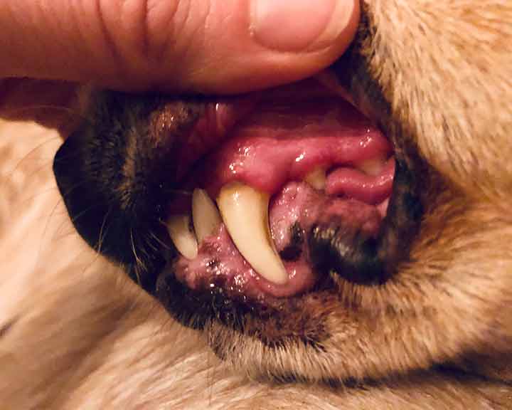 Zahnstein beim Hund reduziert